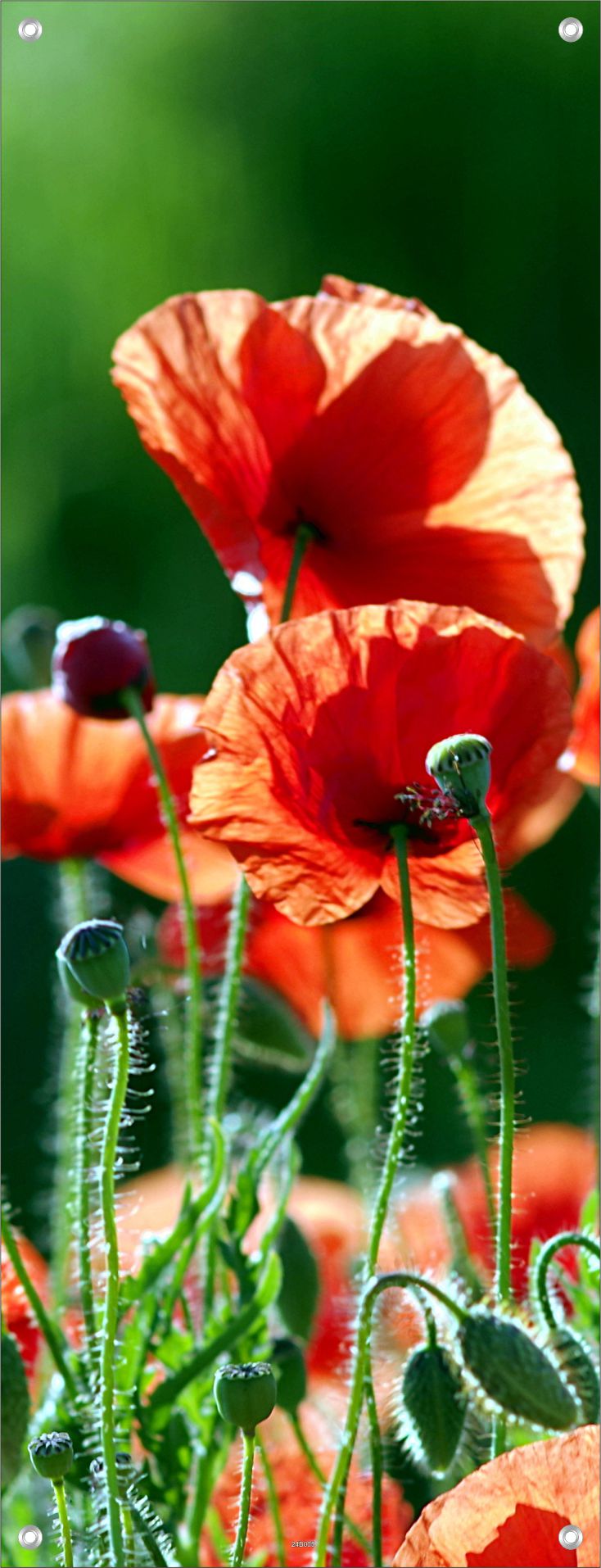 BLUMEN WANDBILDER POSTER DEKO BILDER XXL 60x160 MOHNBLUMEN NATUR