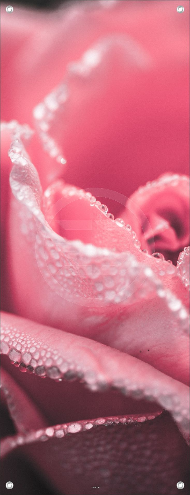 BLUMEN WANDBILDER POSTER DEKO BILDER XXL 60x160 ROSENBLÜTE ROSA