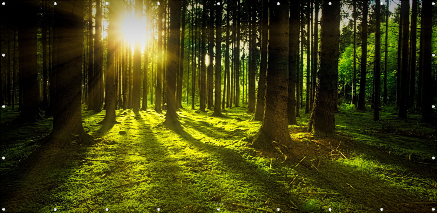 Outdoor Bild Banner Außen Gartenposter wetterfest 370x180 Sonne Wald Natur