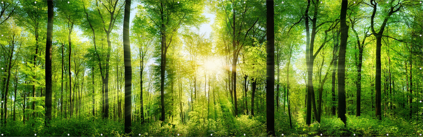 Outdoor Bild Banner Außen Gartenposter wetterfest 560x180cm Wald Sonne Natur