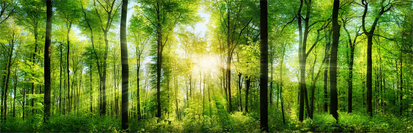 Outdoor Bild Banner Außen Gartenposter wetterfest 560x180cm Wald Sonne Natur