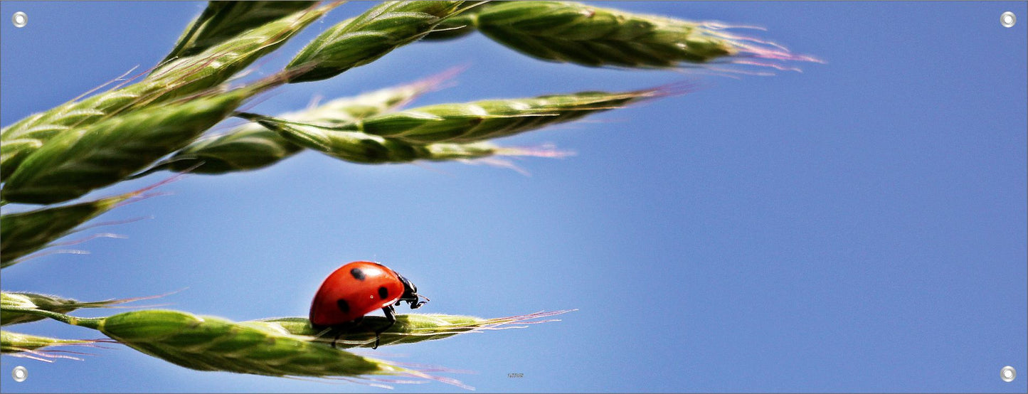 TIER WANDBILDER POSTER DEKO BILDER XXL 160x60 MARIEKÄFER PFLANZE NATUR