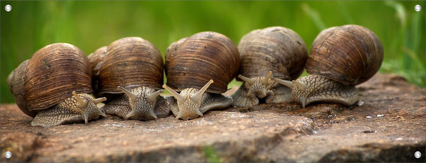 TIER WANDBILDER POSTER DEKO BILDER XXL 160x60 SCHNECKEN BAUMSTAMM NATUR
