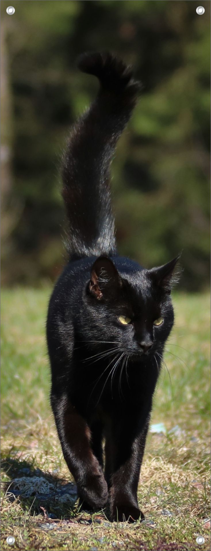 TIER WANDBILDER POSTER DEKO BILDER XXL 60x160 SCHWARZE KATZE NATUR