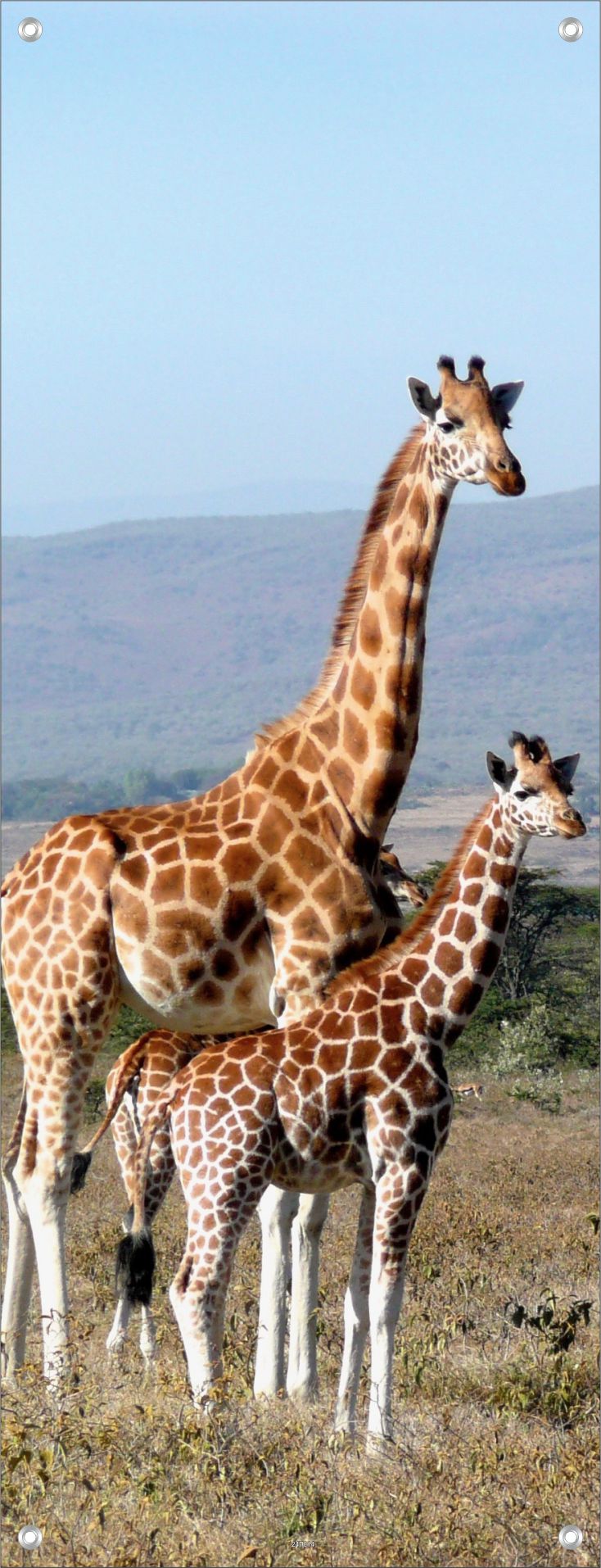 TIER WANDBILDER POSTER DEKO BILDER XXL 60x160 GIRAFFEN SAVANNE NATUR
