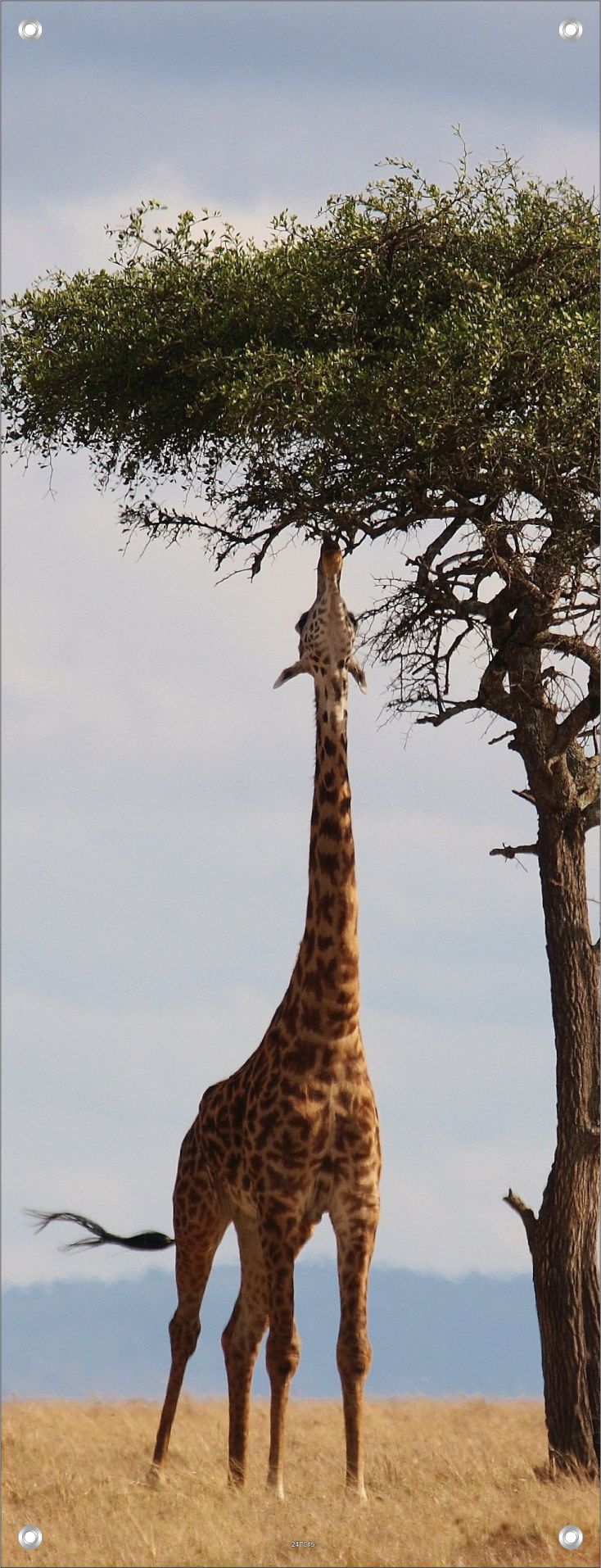 TIER WANDBILDER POSTER DEKO BILDER XXL 60x160 GIRAFFE WILDTIER NATUR