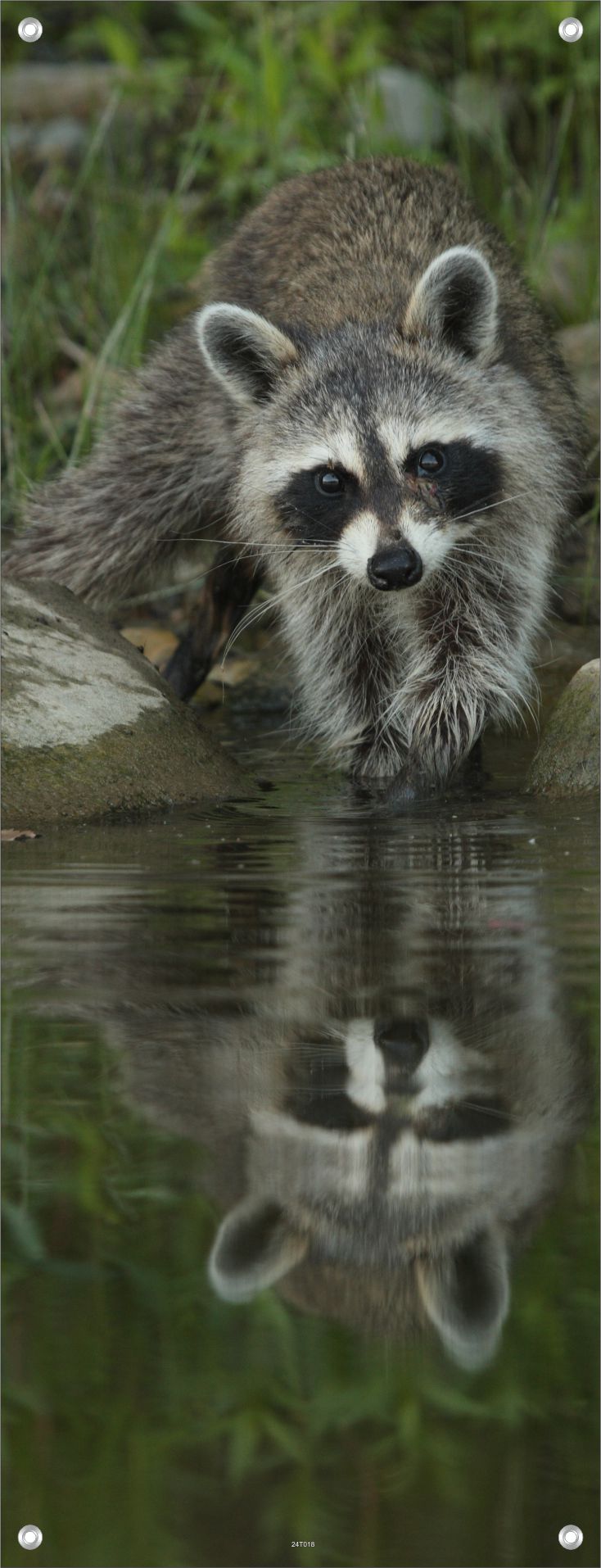 TIER WANDBILDER POSTER DEKO BILDER XXL 60x160 WASCHBÄR NATUR