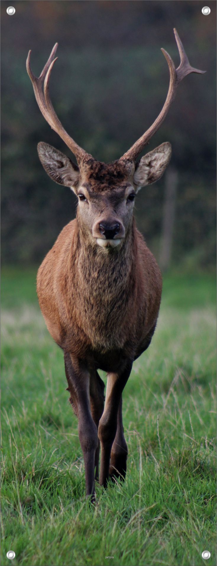 TIER WANDBILDER POSTER DEKO BILDER XXL 60x160 HIRSCH WALD NATUR