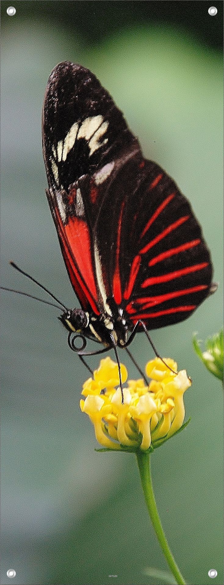 TIER WANDBILDER POSTER DEKO BILDER XXL 60x160 SCHMETTERLING NATUR BLÜTE