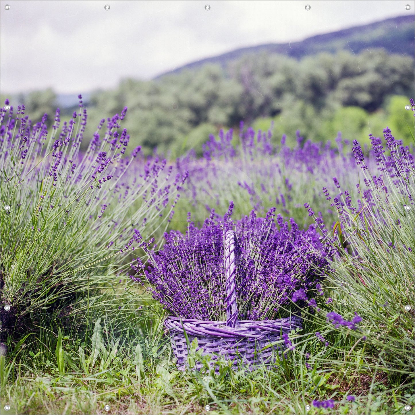 Outdoor Bild Banner Außen Gartenposter Wetterfest 180x180 Lavendel Feld Natur
