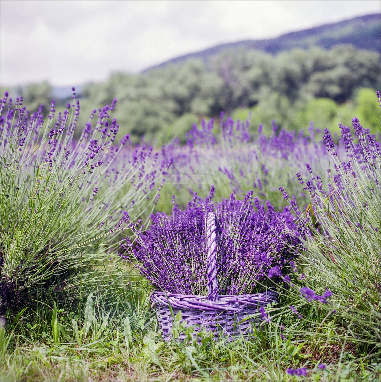 Outdoor Bild Banner Außen Gartenposter Wetterfest 180x180 Lavendel Feld Natur