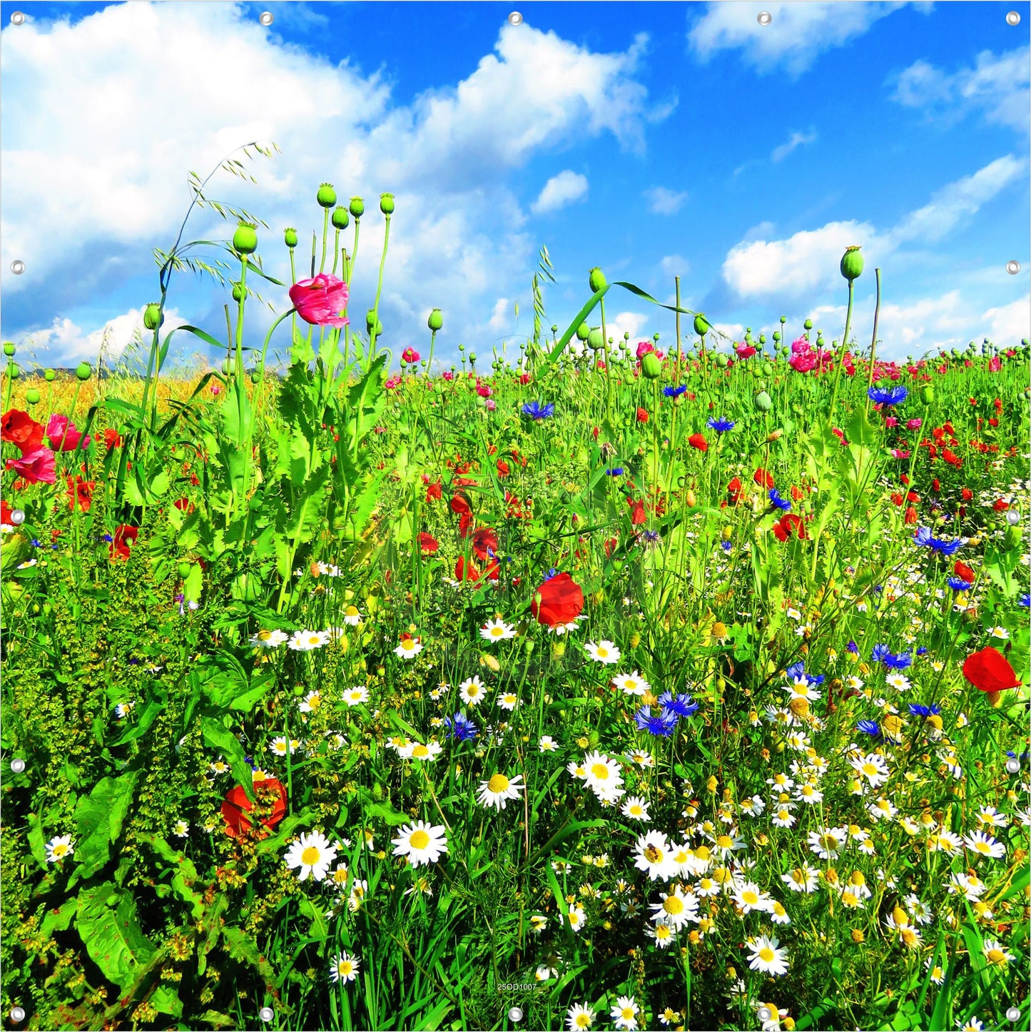 Outdoor Bild Banner Außen Gartenposter Wetterfest 180x180 Blumen Wiese Natur