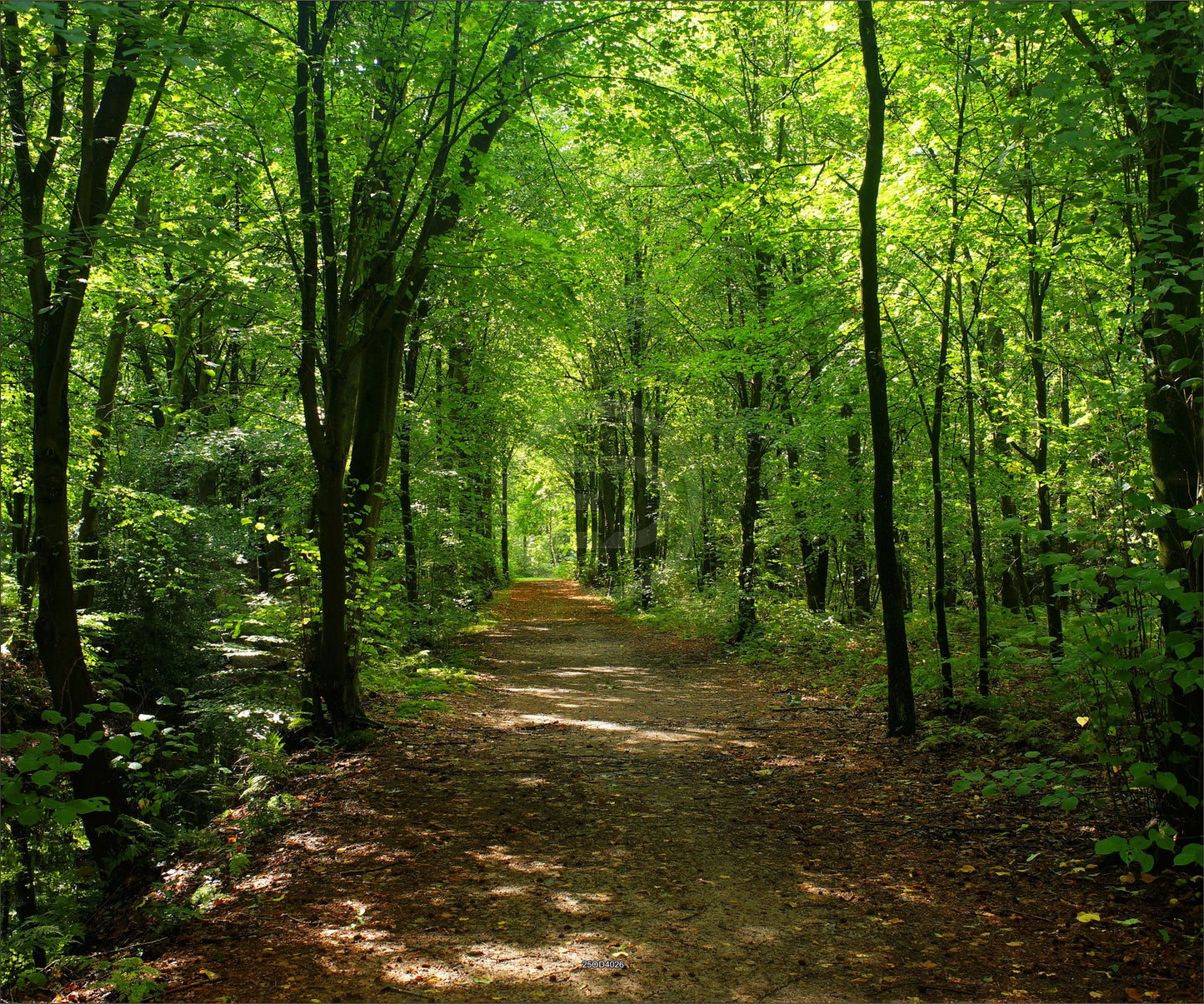 Outdoor Bild Banner Außen Gartenposter wetterfest XXL 300x250 Weg Wald Natur