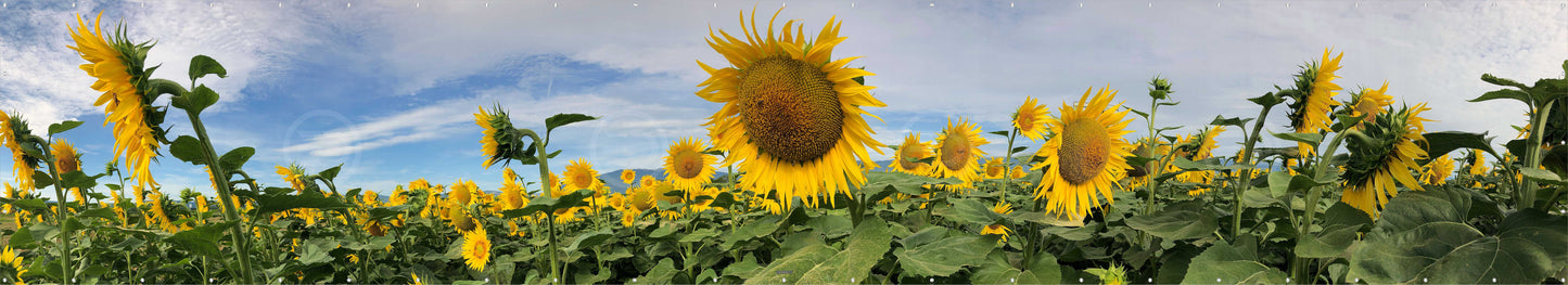 OUTDOOR BANNER GARTENPOSTER WETTERFEST XXL 1000x180 NATUR SONNENBLUMEN
