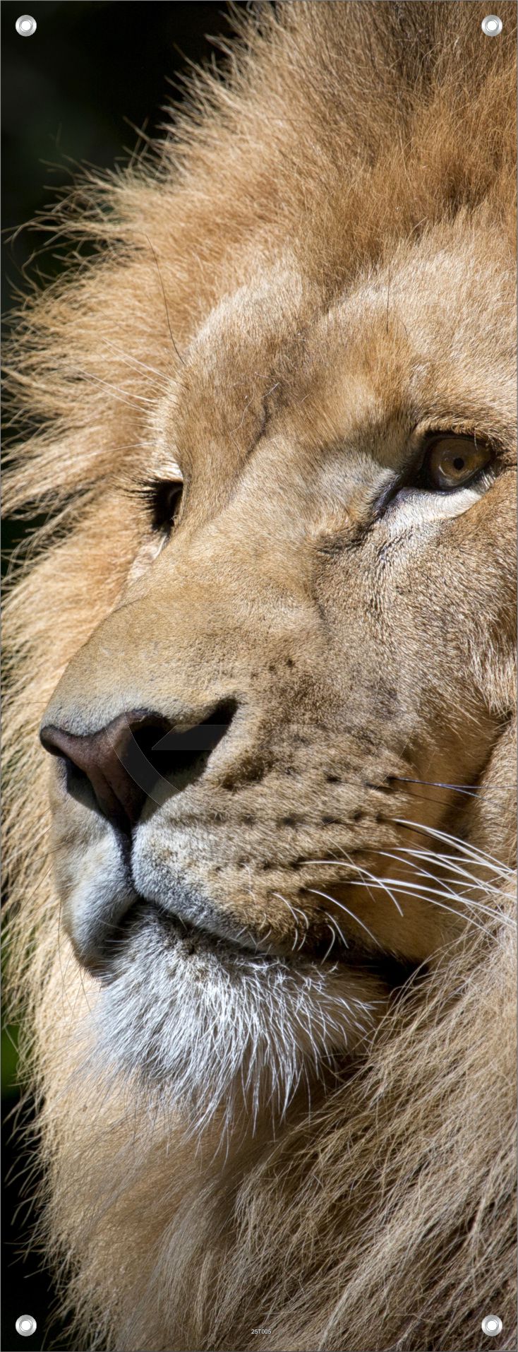 TIER WANDBILDER POSTER DEKO BILDER XXL 60x160 LÖWE WILDNIS NATUR RAUBKATZE