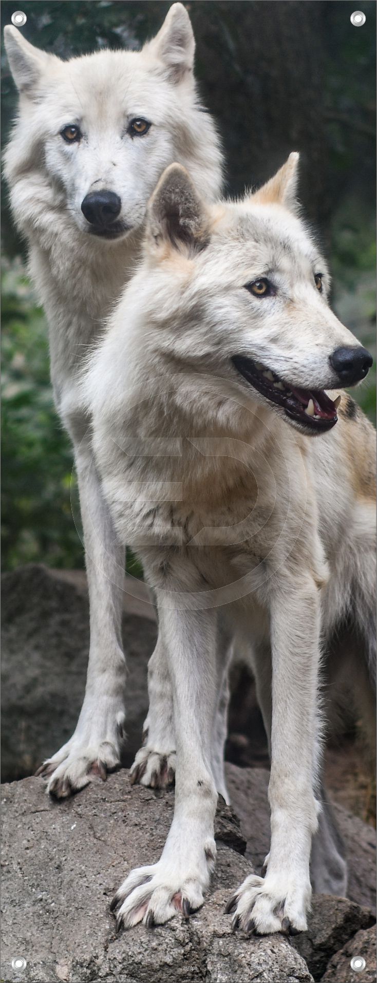 TIER WANDBILDER POSTER DEKO BILDER XXL 60x160 WÖLFE WALD NATUR