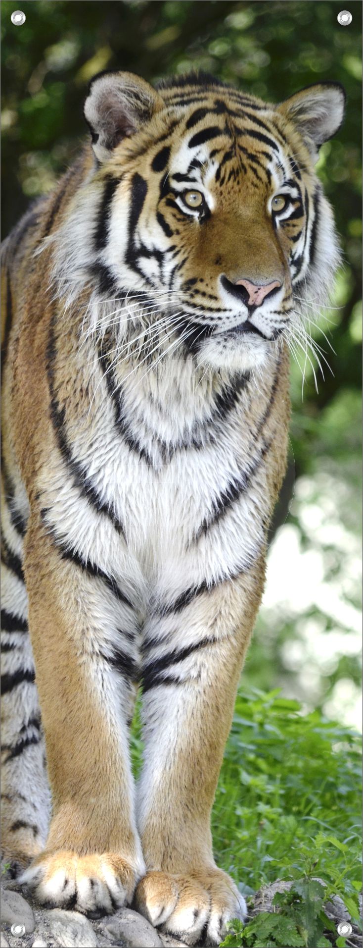 TIER WANDBILDER POSTER DEKO BILDER XXL 60x160 TIGER RAUBTIER WILDNIS NATUR